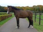Super brave 4 jarige ruin, Dieren en Toebehoren, B, Gechipt, Ruin, 3 tot 6 jaar