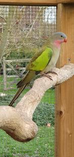 Princess of Wales parkiet, Dieren en Toebehoren, Vogels | Parkieten en Papegaaien, Mannelijk, Parkiet