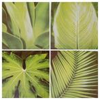 4 canvas schilderijtjes groen blad bladeren schilderij 20x20, Huis en Inrichting, Woonaccessoires | Schilderijen, Tekeningen en Foto's