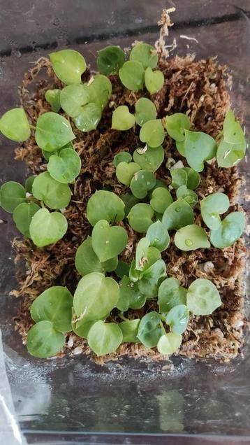 Anthurium Crystallinum x (AOS x AOS) zaailingen beschikbaar voor biedingen