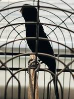 Twatwa 2023, Ophalen, Nieuw, Overige materialen, Overige typen