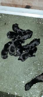 FT labradorpups zwart, Dieren en Toebehoren, België, Particulier, 8 tot 15 weken, Labrador retriever