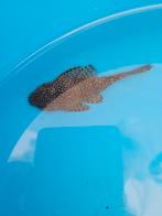 Jonge Ancistrus dolichopterus

1 jaar algeneter 5 cm, Vis, Zoetwatervis