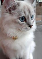 Ragdoll kater, Dieren en Toebehoren, Katten en Kittens | Raskatten | Korthaar, Kater