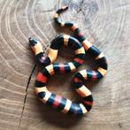 Lampropeltis Polyzona Campbelli nk'23, Slang, 0 tot 2 jaar