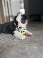 aussie pups, raszuivere Australian shepherd., Dieren en Toebehoren, Parvo, 8 tot 15 weken, Meerdere, Meerdere dieren