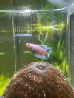 Blauwe double tail Betta vrouw, Vis