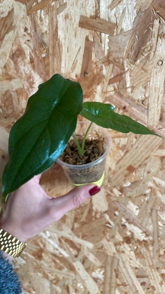 Alocasia Heterophylla, Huis en Inrichting, Kamerplanten, Minder dan 100 cm, Halfschaduw, Ophalen of Verzenden