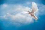 2 witte duiven gemist, Dieren en Toebehoren, Vogels | Duiven, Meerdere dieren, Postduif