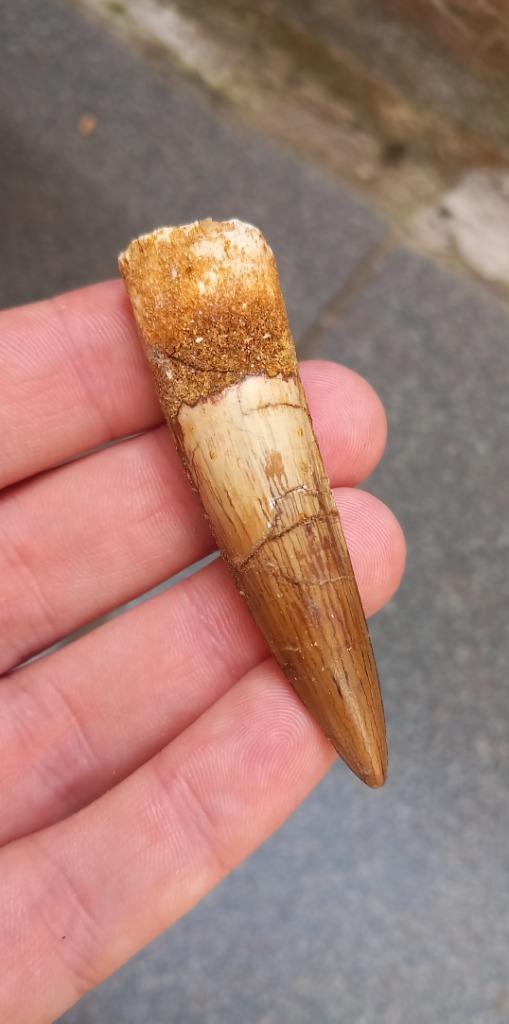 Top Spinosaurus tand uit Marokko dinosaurus fossiel, Verzamelen, Mineralen en Fossielen, Fossiel, Ophalen of Verzenden