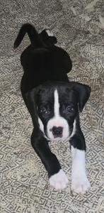 Pitbull x Dogo Argentino pups, Rabiës (hondsdolheid), 8 tot 15 weken, American Staffordshire Terriër, Meerdere