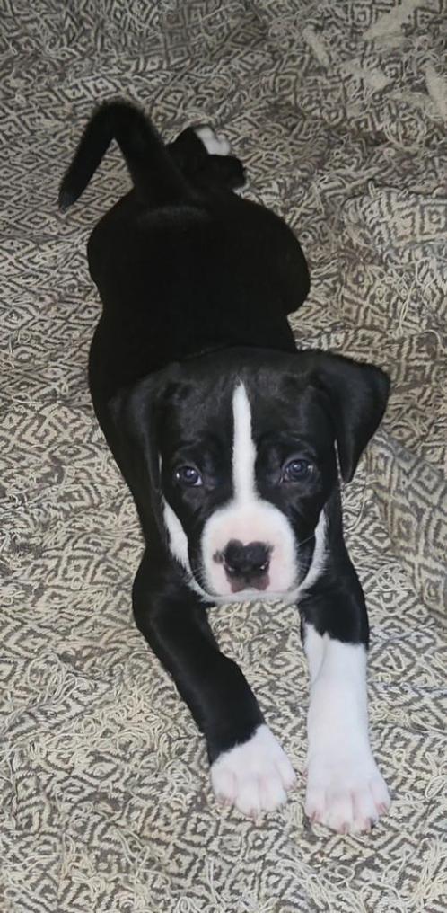 Pitbull x Dogo Argentino pups, Dieren en Toebehoren, Honden | Jack Russells en Terriërs, Meerdere dieren, American Staffordshire Terriër