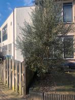 Olivebom, Tuin en Terras, Planten | Bomen, Ophalen of Verzenden, Volle zon, Overige soorten, Minder dan 100 cm