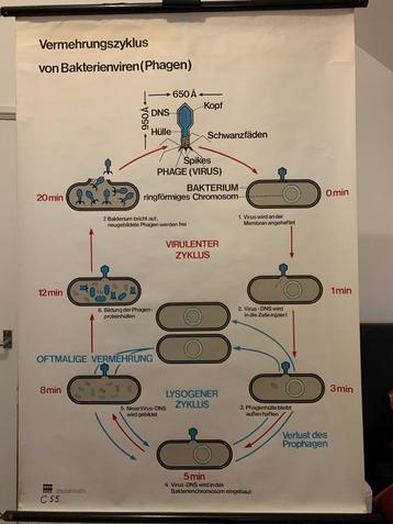 schoolplaat toename cyclus bacteriële virussen Bacteriën 123 beschikbaar voor biedingen