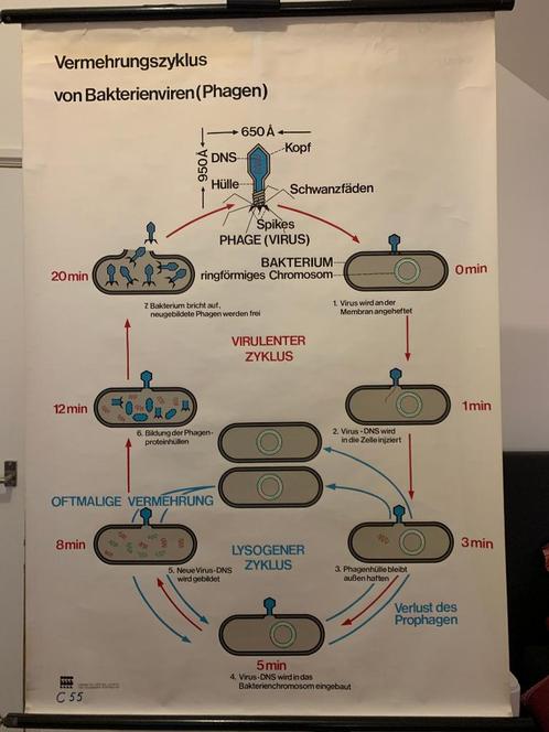 schoolplaat toename cyclus bacteriële virussen Bacteriën 123, Boeken, Wetenschap, Zo goed als nieuw, Natuurwetenschap, Ophalen of Verzenden