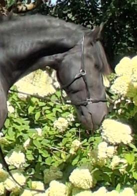 3 jarige Friese hengst,  en merrie jaarling, Dieren en Toebehoren, Paarden, Meerdere dieren, Onbeleerd, 165 tot 170 cm, 0 tot 2 jaar