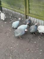 Parelhoenders, Meerdere dieren, Kip