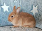 Kleurdwerg konijntjes, dwergkonijntjes, Dieren en Toebehoren, Konijnen, Meerdere dieren, Dwerg