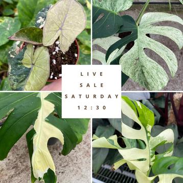 Live Sale 25/10 om 12:30 uur op Instagram beschikbaar voor biedingen