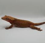 Bewezen dalmatian wimpergekko / crested gecko 0.1 kweekvrouw, Dieren en Toebehoren, Hagedis, Tam, 3 tot 6 jaar