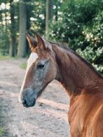 Merrie veulen, Dieren en Toebehoren, Paarden, Merrie, Minder dan 160 cm, Niet van toepassing, 0 tot 2 jaar