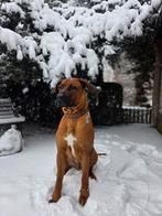 Dekreu Rhodesian Ridgeback x Boerboel, Reu, 1 tot 2 jaar, Parvo, Eén hond