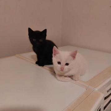  lieve boerderijkitten beschikbaar voor biedingen