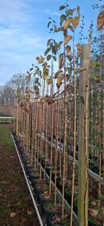 Cydonia oblonga, kweepeer, Ophalen, Lente, Volle zon, Overige soorten