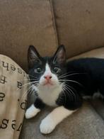 Super leuke speelse Kitten te koop, Dieren en Toebehoren, Kater, Ontwormd, 0 tot 2 jaar
