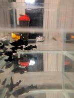 Zwarte Molly vissen, Ophalen of Verzenden, Zo goed als nieuw