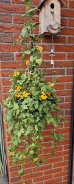 Zaden Thunbergia gemengd, Ophalen of Verzenden, Volle zon