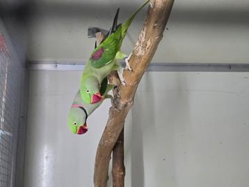 koppel alexanderparkieten beschikbaar voor biedingen