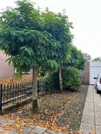 3x bolacacia, Tuin en Terras, Planten | Bomen, Overige soorten, Lente, 100 tot 250 cm, Ophalen