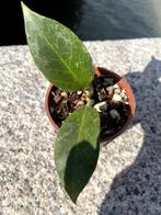 Hoya ‘Sunrise’, Ophalen, Overige soorten, Halfschaduw, Minder dan 100 cm