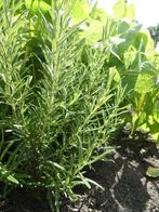 Rozemarijn struikjes | heerlijk in uw eten, mooi in uw tuin, Ophalen, Volle zon, Vaste plant, Kruiden