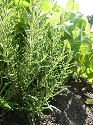 Rozemarijn struikjes | heerlijk in uw eten, mooi in uw tuin beschikbaar voor biedingen