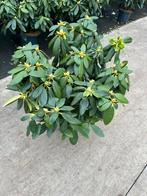 Rhododendrons wit roze lichtroze, Ophalen, Overige soorten, Volle zon