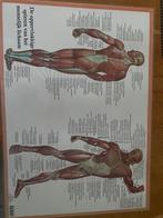 Geplastificeerde poster oppervlakkige spieren mens, Ophalen of Verzenden, A1 t/m A3