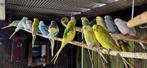 Grasparkieten te koop, Dieren en Toebehoren, Meerdere dieren, Parkiet