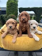 Labradoodle pups, medium, Dieren en Toebehoren, Nederland, Overige rassen, 8 tot 15 weken, Meerdere