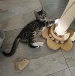 Ragdoll kruising kittens, Dieren en Toebehoren, Kater, Kortharig, 0 tot 2 jaar