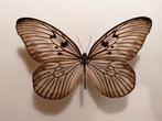 Idea blanchardi, Ophalen of Verzenden, Nieuw, Insect, Opgezet dier