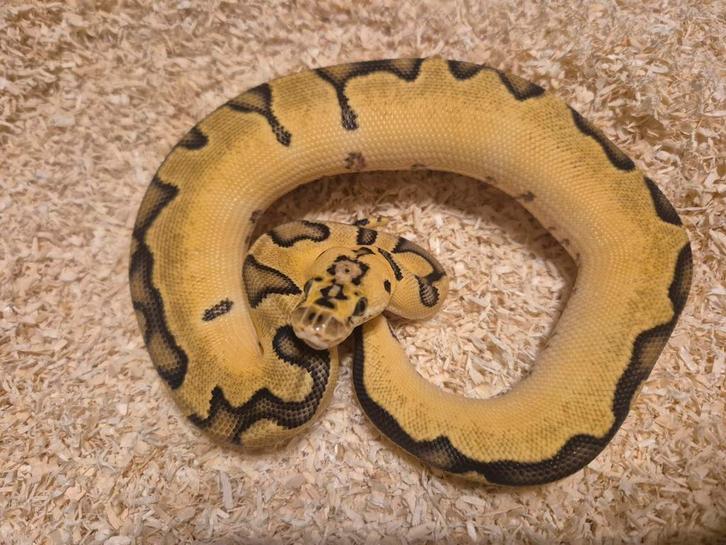 Python regius 1.0 enchi pastel clown