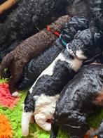 Franse waterhond (Barbet) puppies met stamboom te koop, Dieren en Toebehoren, Overige rassen, CDV (hondenziekte), 8 tot 15 weken