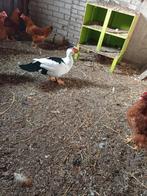 muskuseend mooie forse muskuseenden spannetje, Dieren en Toebehoren, Pluimvee, Meerdere dieren, Eend