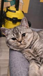 Brits korthaar poesje 6 maanden, Dieren en Toebehoren, Poes