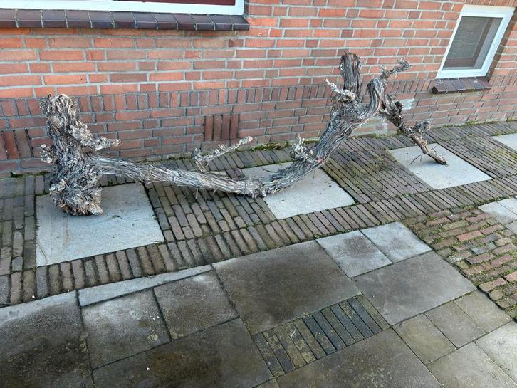 Druivenstronken voor Decoratie, Tuin en Terras, Tuinbeelden, Gebruikt, Overige typen, Hout, Ophalen