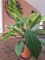 Jewel of Madagascar, Ophalen, Overige soorten, Halfschaduw, Minder dan 100 cm