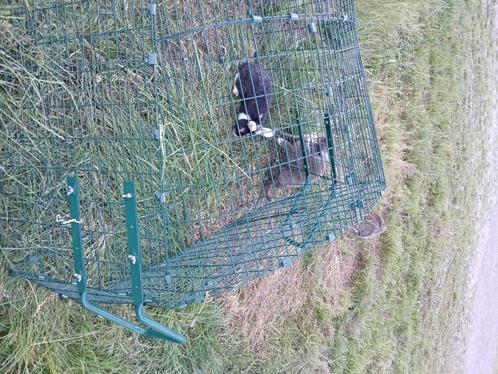 Konijn, Dieren en Toebehoren, Konijnen, Klein, Mannelijk, 0 tot 2 jaar