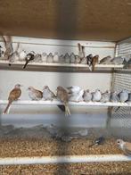 Diamant duifjes, Dieren en Toebehoren, Vogels | Duiven, Meerdere dieren, Overige soorten